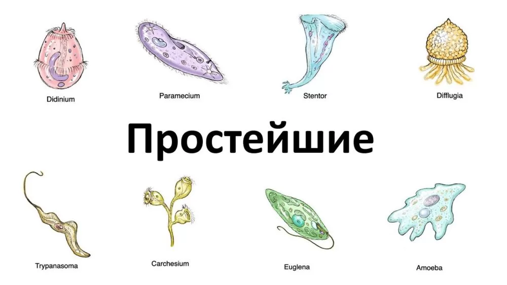 Лучшие онлайн-курсы и репетиторы для подготовки к ОГЭ по биологии – 2024